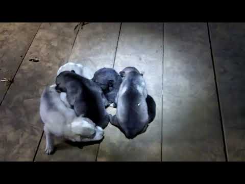 Видео: Выбор щенков для охоты