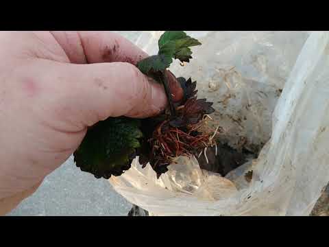 Видео: Результат зимнего хранения усов клубники. Стоит ли?!