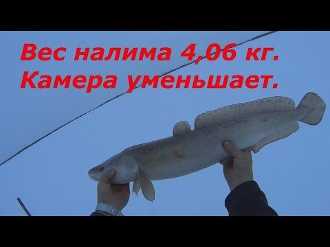 Видео: РЫБАЛКА НА НАЛИМА. Налим Альбинос.