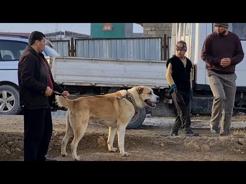 Видео: Кизиларват обзор Туркменских собак! Туркменский Волкодав - Turkmen Alabay