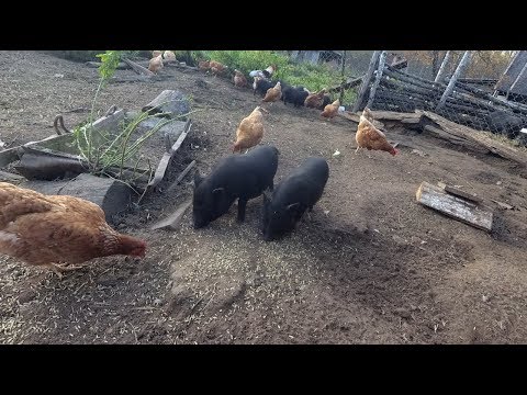 Видео: Вьетнамские свиньи - находка козовода