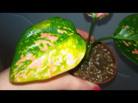 Видео: Аглаонемы, моя коллекция 🌱🌱🌱