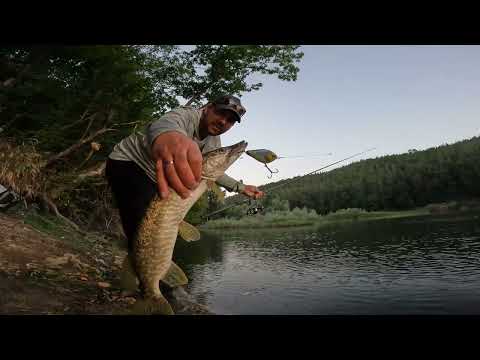 Видео: Сутрешни щуки сгушени в планински язовир.