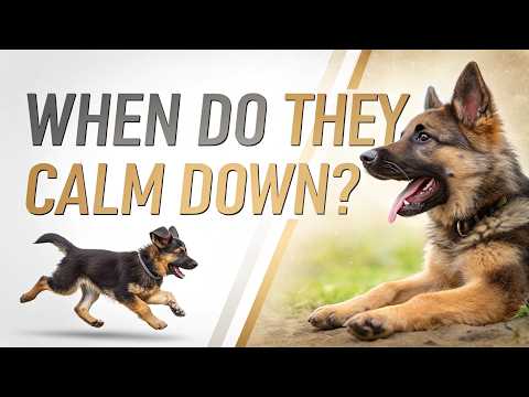 Видео: В каком возрасте немецкие овчарки успокаиваются? 🐕💤 Правда, которую должен знать каждый владелец!