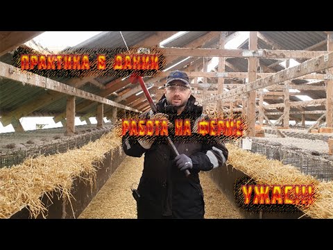 Видео: Практика в Дании 🐭Норки🐭 Работа на ферме