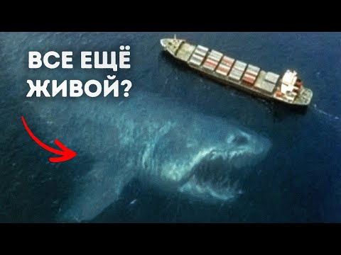 Видео: Эксперты утверждают, что мегалодон, каким его знали, никогда не существовал