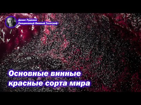 Видео: Основные винные красные сорта винограда