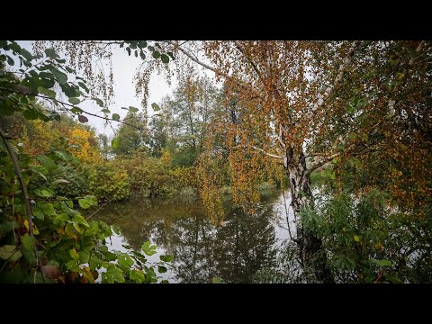 Видео: Ніяк не міг ВІДІРВАТИСЬ такий КЛЬОВ.Карась пізньою осінню на Поплавок