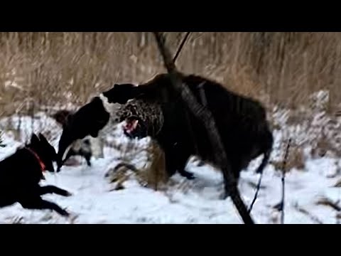 Видео: Чекан. Зверовой кобель с клеймом СМЕРТНИКА. Фильм 2-й