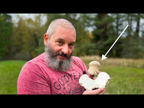 Видео: Необычные грибы: головач, лишайники, трутовик овечий. Михаил Вишневский