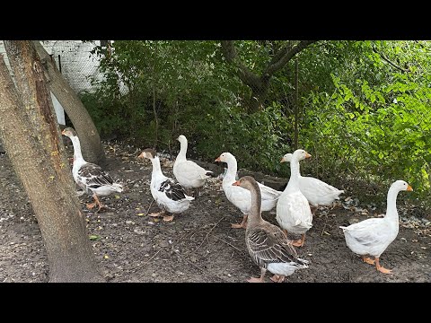 Видео: Як я тримаю гусей ? Чим годую в перші дні ?