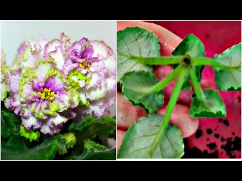 Видео: ЗАЛИЛИ ФИАЛКУ, ЧТО ДЕЛАТЬ ⁉️ СНОСИМ ей ГОЛОВУ‼️