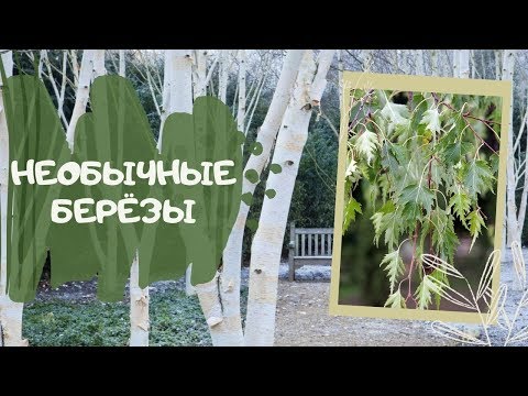 Видео: Необычные берёзы