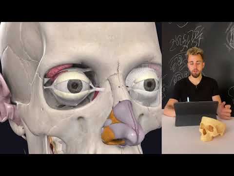 Видео: Восстановление зрения. Остеопатические техники. Урок 2 «Улучшение питания глаз»