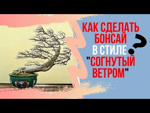 Видео: Все о стиле Fukinagashi (Согнутый ветром). Что такое дефолиация в бонсай?