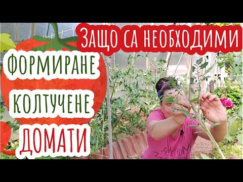 Видео: Колтучене и резитба на домати. 1- и 2-стъблено оформяне спрямо сорта-детерминантни, индетерминантни.