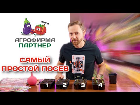 Видео: Самый простой посев.  Мои томаты выскочили на третий день! #огород #семена #рассада