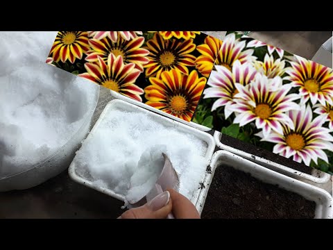 Видео: ПОСЕВ гацании ПОД СНЕГ!