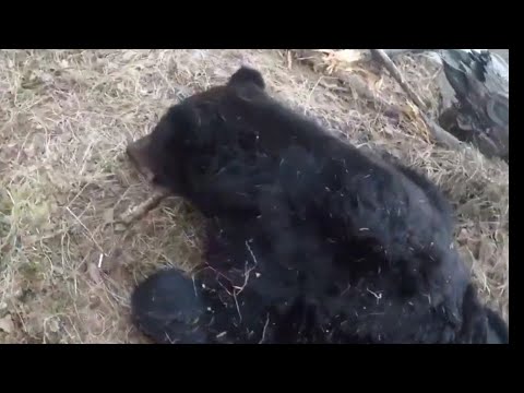 Видео: Закрыл лицензию на медведя. Охота на медведя в Бурятии