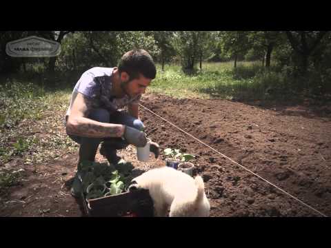 Видео: Мисия Млад фермер - Епизод 6 - Засаждане на зеленчуците