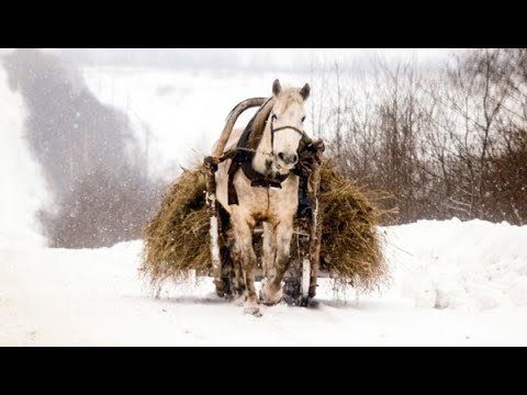 Видео: Солтікен балуанның ат шана сүйреуі