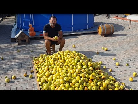 Видео: САМОГОН из ЯБЛОКО. Яблочная БРАГА. Часть 1. ENG SUB.