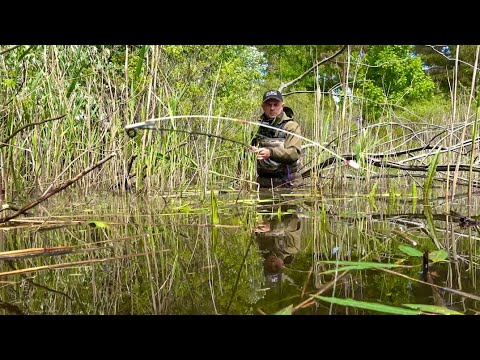 Видео: По дніпровських затоках за сазаном! Удочка з боковим кивком!