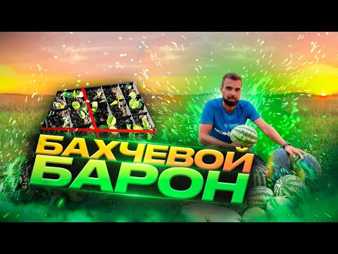 Видео: Инструкция посадки бахчевых в грунт: Арбузы и Дыни Гарантированы!