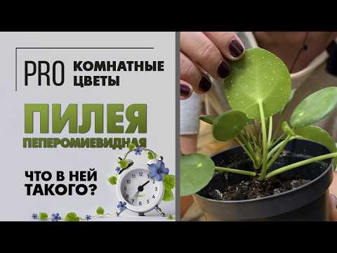 Видео: Пилея Пеперомиевидная - неприхотливое растение. Почему она так популярна? Полив, уход, вредители.