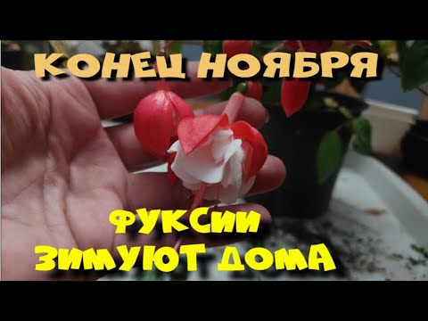 Видео: ФУКСИИ ЗИМУЮТ ДОМА. ОБЗОР ОСЕННИХ ЧЕРЕНКОВ.