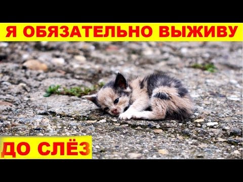 Видео: Я ОБЯЗАТЕЛЬНО ВЫЖИВУ.ДО СЛЁЗ