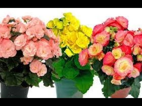 Видео: Бегония, не цветет, здесь все секреты пышного цветения.