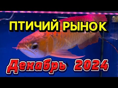 Видео: ПТИЧИЙ РЫНОК, САДОВОД, МОСКВА. ПОСЛЕДНИЙ ОБЗОР В ГОДУ! Обзор ассортимента рыб на рынке😁👌