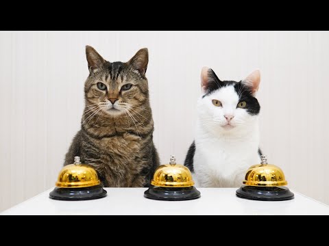 Видео: Кошки и шарканье