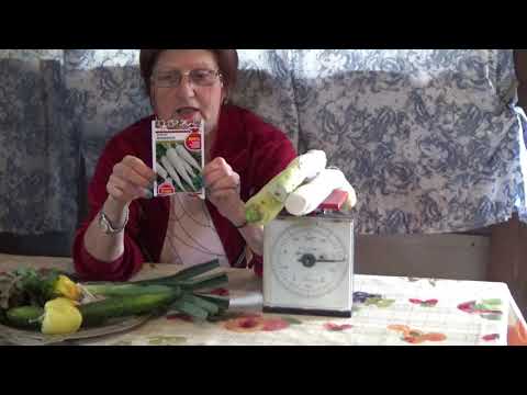 Видео: Удача сезона - ДАЙКОН МИНОВАСИ