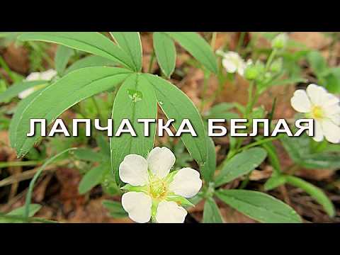 Видео: Лапчатка белая- лучшее средство для щитовидки!