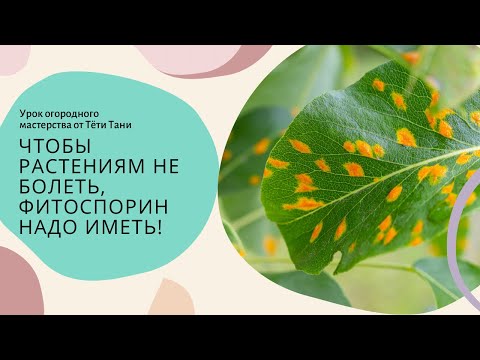 Видео: Чтобы растениям не болеть, Фитоспорин надо иметь!