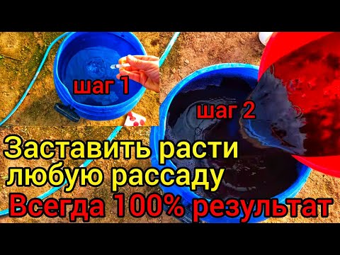 Видео: Если рассада совсем не растёт. ЭТИ ЧЕТЫРЕ УДОБРЕНИЕ ЛУЧШЕ ЧЕМ ЧЕТЫРЕ ТОННЫ НАВОЗА. 📌Четыре способа📌