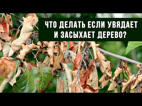Видео: Что делать если увядает и засыхает дерево?