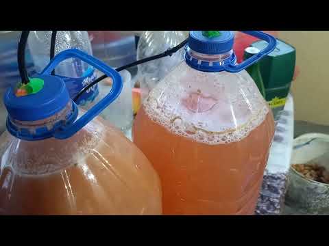 Видео: Вино из винограда Лидия и не только 29.09.2025 год.Крым.