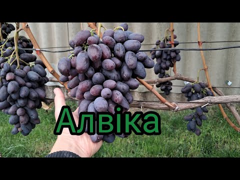 Видео: Виноград сорт   Алвіка  4 жовтня  2025році , огляд