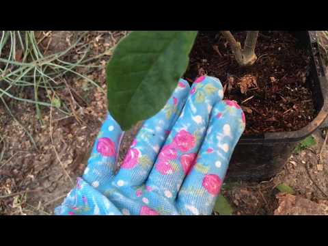 Видео: Магнолия / Осенняя Посадка 🍂 / George Henry Kern