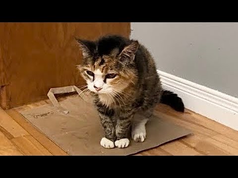 Видео: Приветствуем наших кошек после целого дня на улице 😸😸😸😸