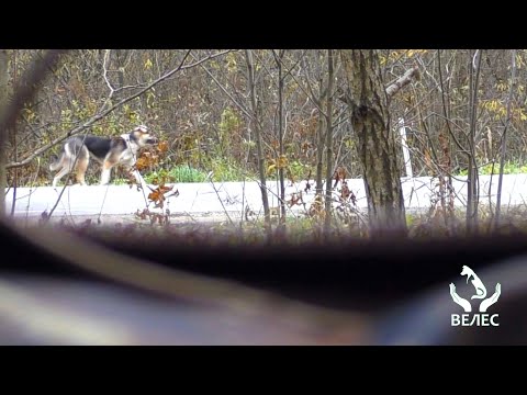 Видео: История спасения "Хатико" в подмосковном г. Чехов