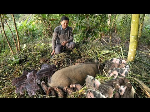 Видео: Свиноматка родила.  Постройте больше сараев, чтобы выращивать больше свиней.  Зеленая лесная жизнь