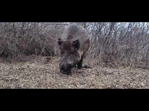 Видео: Дикий кабан Фунтик какой вес?