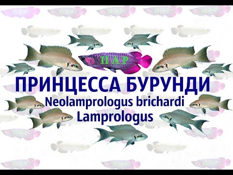 Видео: Принцесса Бурунди (Neolamprologus)