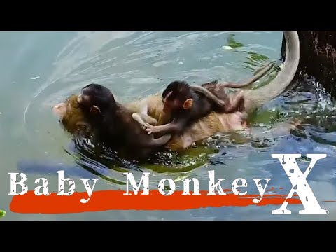 Видео: Трагедия младенца обезьяны на берегу/ monpai monyet sad baby bibi