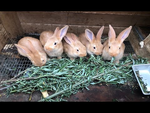 Видео: Сколько весят помесные крольчата в 2 месяца  Могут ли крольчата в 2 месяца весить за 2кг  Мой рекорд