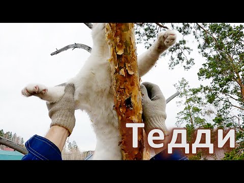 Видео: Тедди и... Виталик